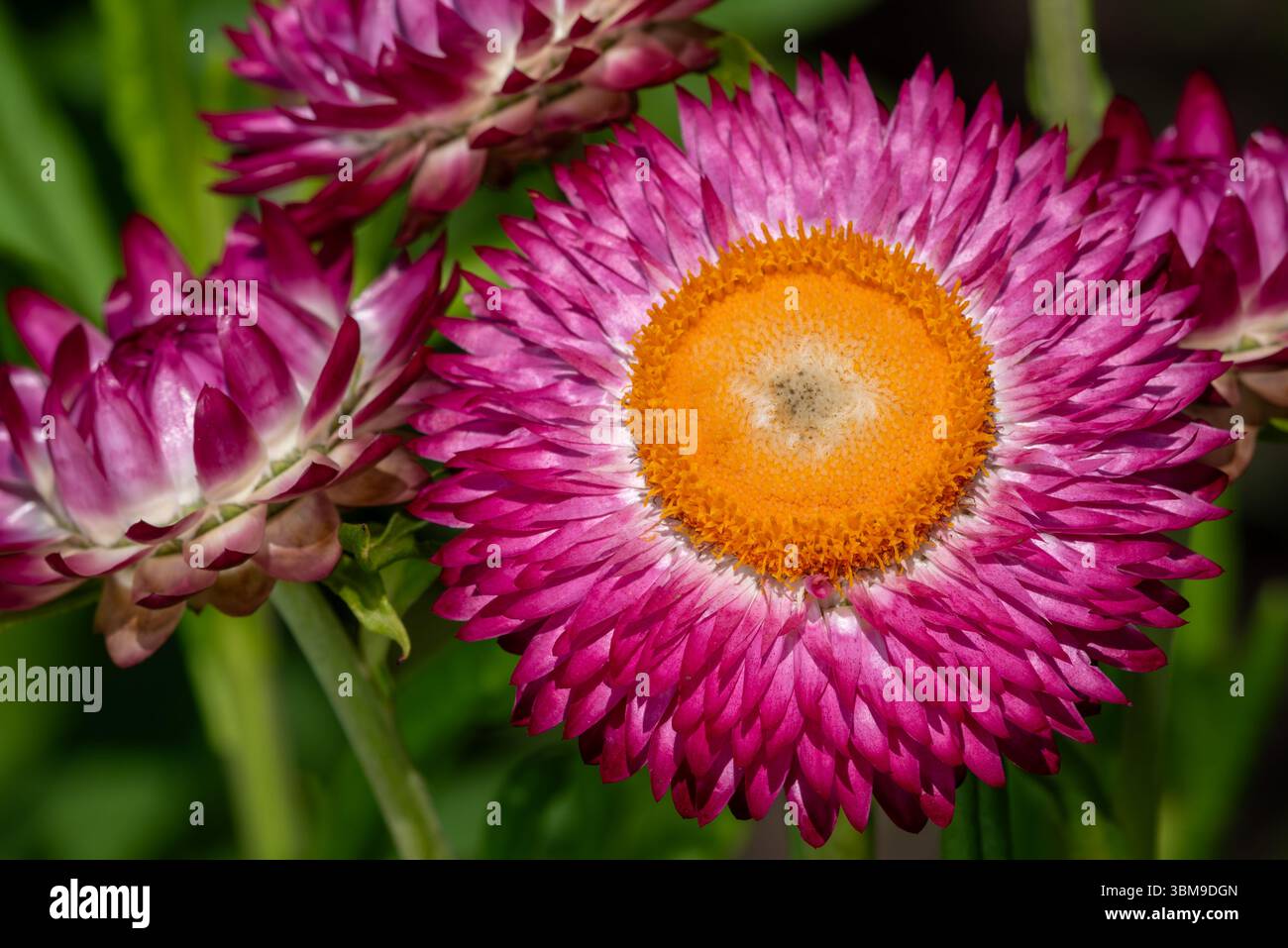 Cultivars colorés de fleurs éternelles dorées / strawflower (Xerochrysum bracteatum / Bracteantha bracteata) dans le jardin fleuri Banque D'Images