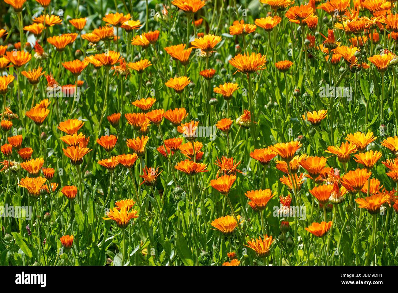Or de Marie / souci commun / souci de pot / souci écossais / ruddles (Calendula officinalis / Calendula aurantiaca) en fleur dans le jardin Banque D'Images