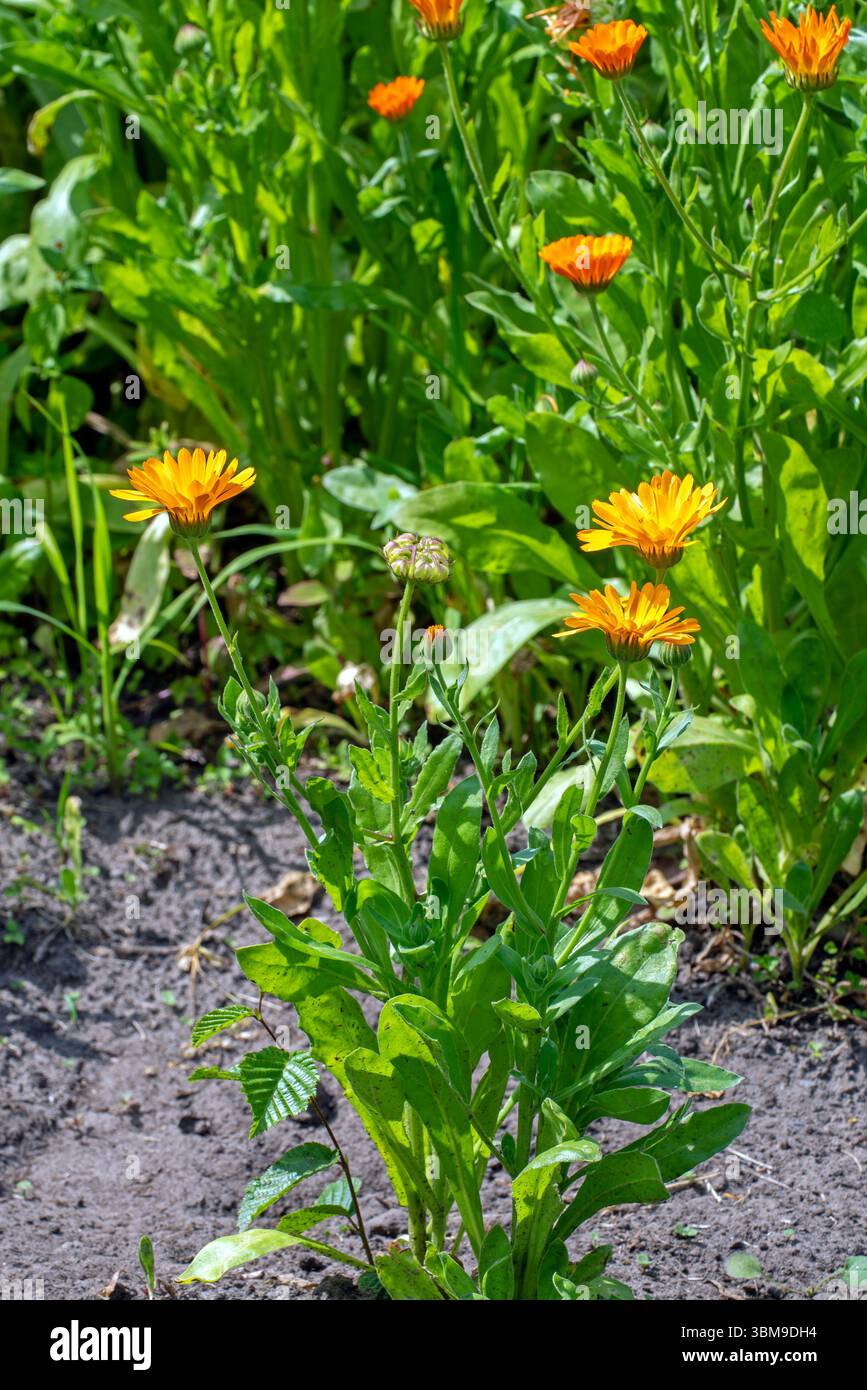 Or de Marie / souci commun / souci de pot / souci écossais / ruddles (Calendula officinalis / Calendula aurantiaca) en fleur dans le jardin Banque D'Images