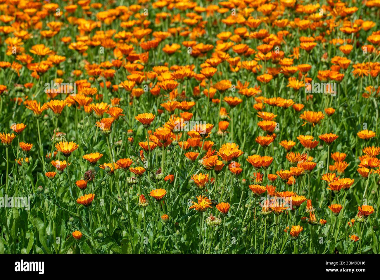 Or de Marie / souci commun / souci de pot / souci écossais / ruddles (Calendula officinalis / Calendula aurantiaca) en fleur dans le jardin Banque D'Images