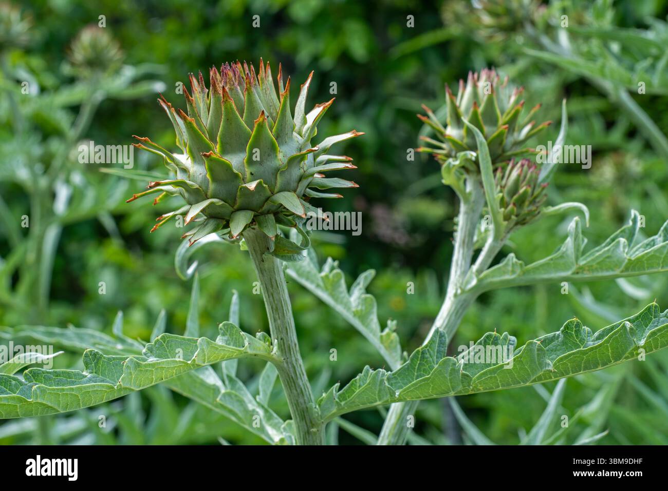 Cardoon / chardon d'artichaut (Cynara cardunculus / Carduus cardunculus) gros plan de pseudanthium / têtes de fleurs au début de l'été Banque D'Images