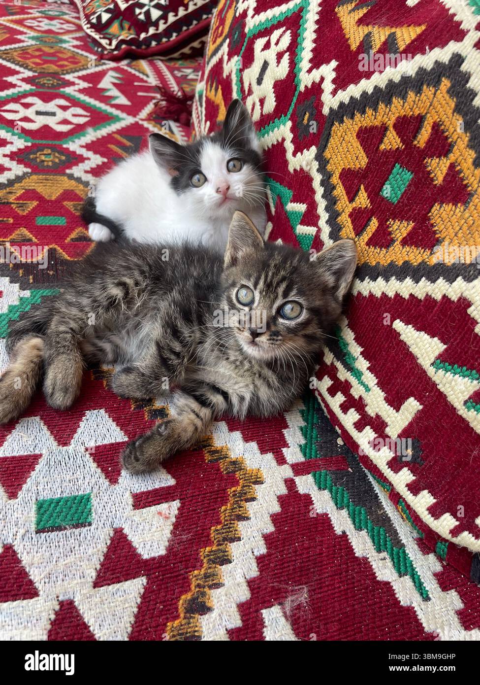 Portrait animal de 2 bébés chatons errants à Istanbul, Turquie en avril 2023 Banque D'Images