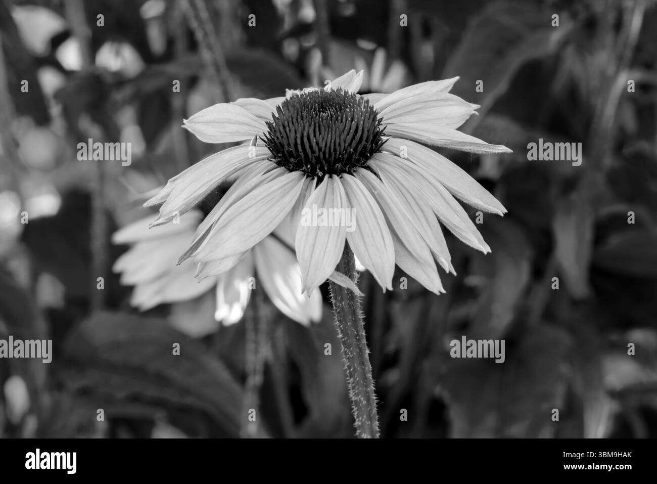 Violet Coneflower en noir et blanc Banque D'Images