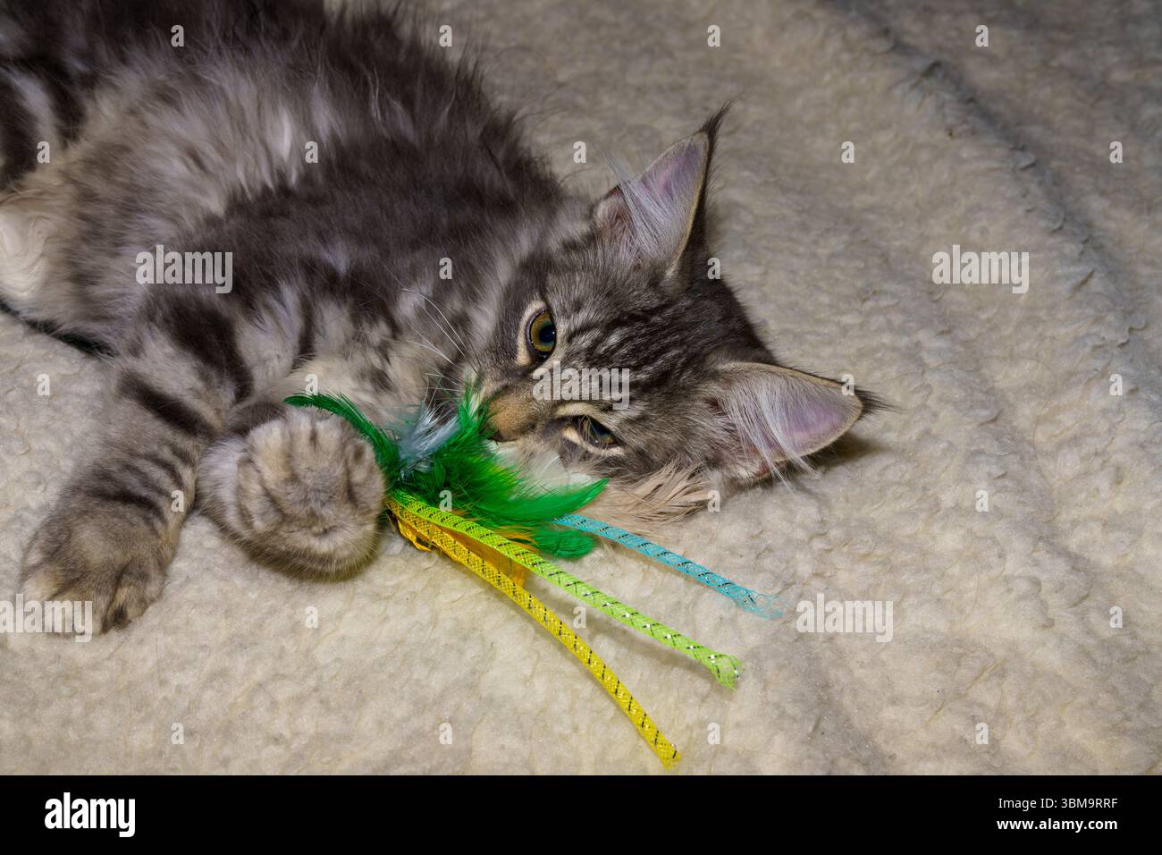 Chat tabby classique forestier norvégien Banque D'Images