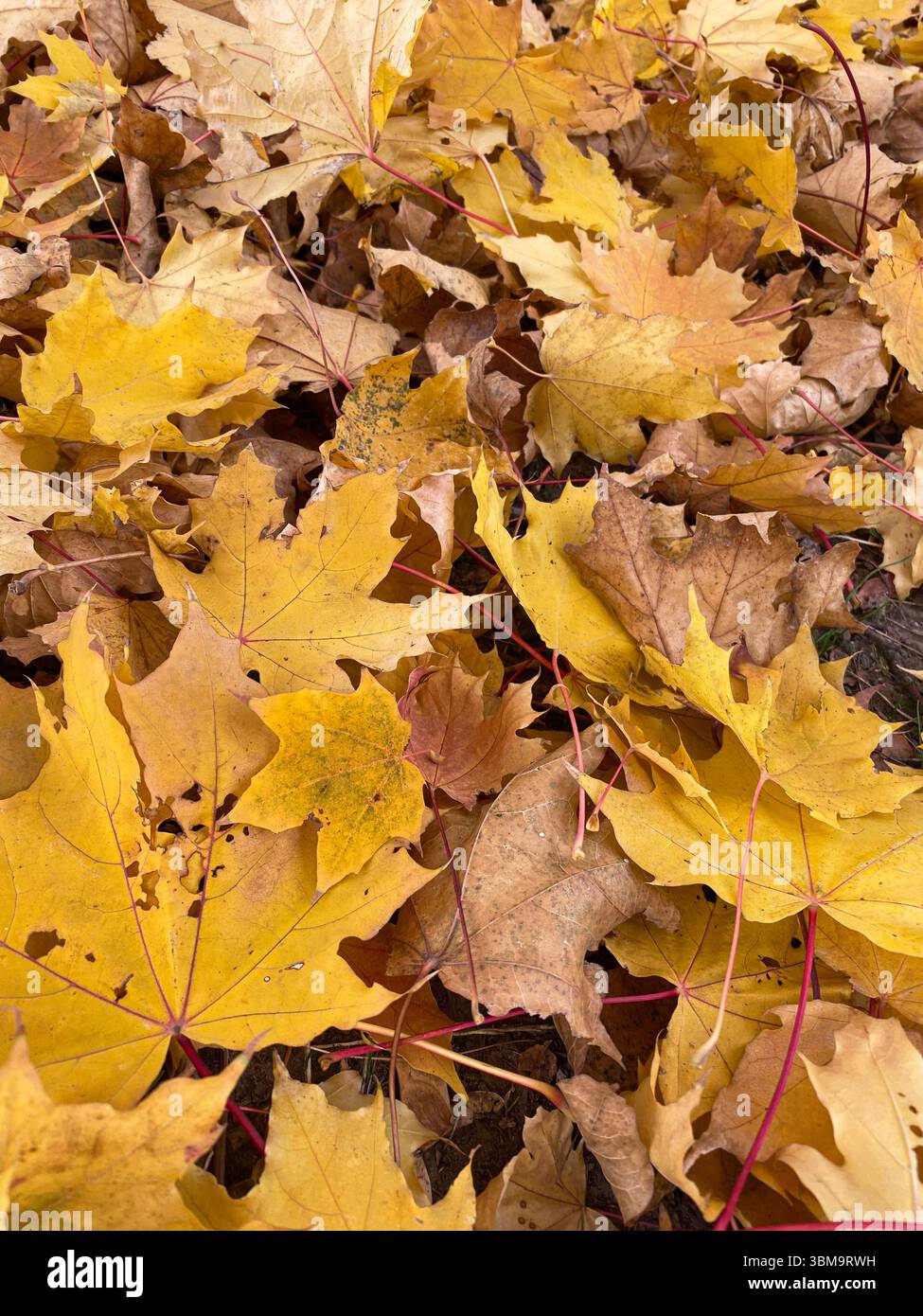 Vue de dessus des feuilles d'érable jaune orangé d'automne. Humeur automnale. Banque D'Images