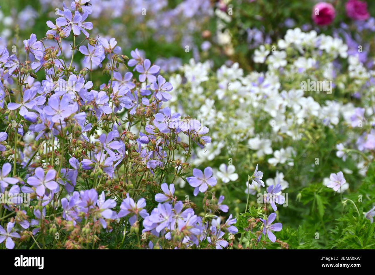 Fleurs d'été bleu clair et blanc de cranesbill, Hardy Geranium pratense UK jardin juin Banque D'Images