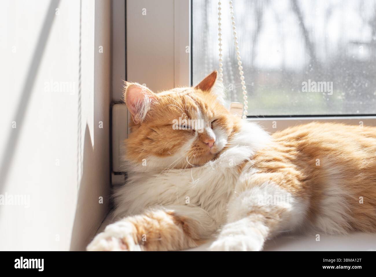 Un chat au gingembre somnolent sur un rebord de fenêtre blanc, se relaxant sous les rayons du soleil coulant dans la pièce. Banque D'Images