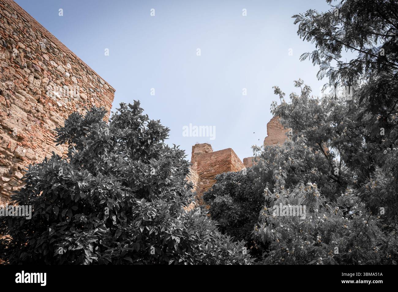 Les anciens murs de pierre de l'Alcazaba jettent un œil à travers une végétation dense sous le ciel clair de Málaga, mêlant histoire et nature dans le silence Banque D'Images