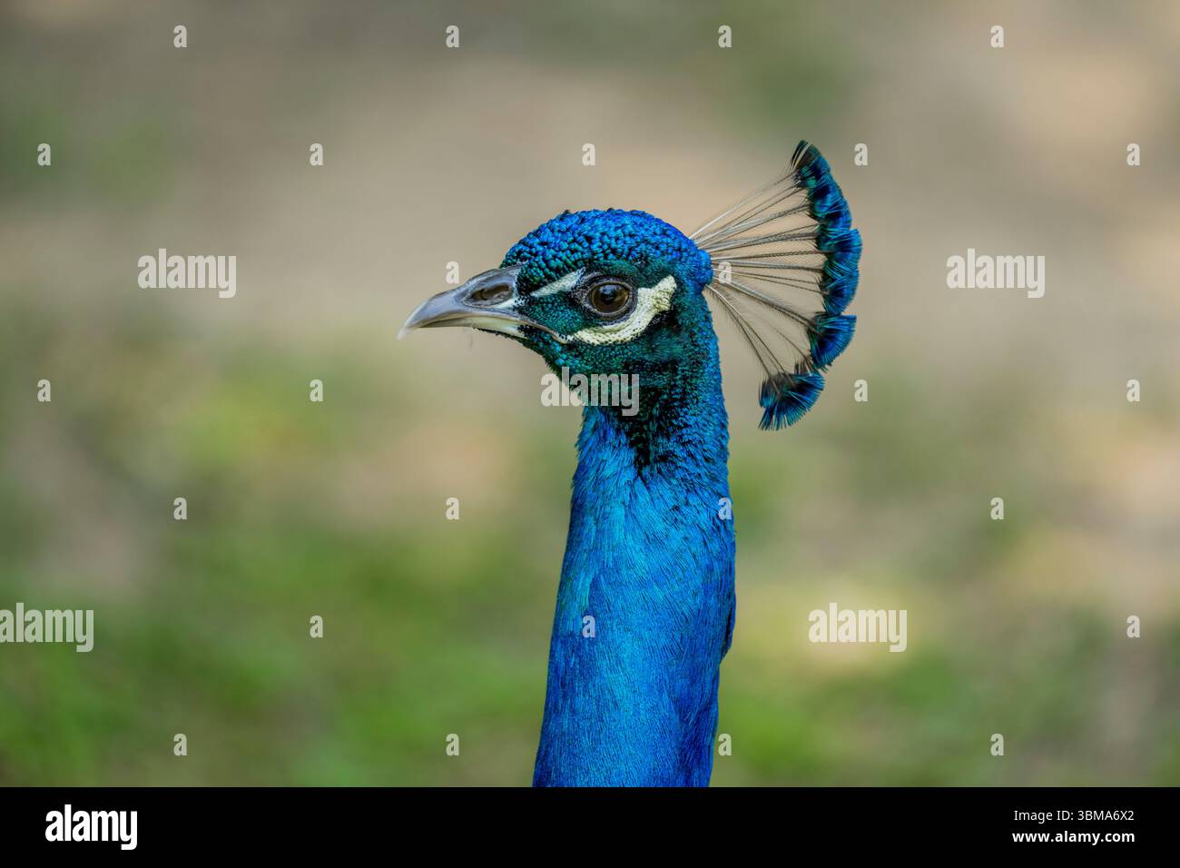 Gros plan d'un paon mâle au jardin botanique de Vallarta près de Puerto Vallarta, dans l'État de Jalisco, au Mexique. Banque D'Images