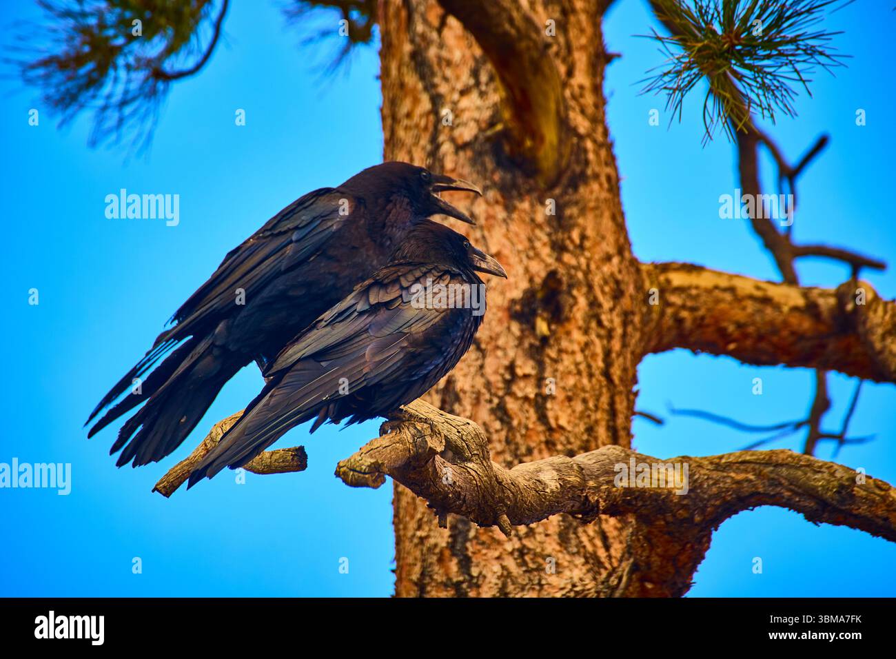 Raven Pair perché sur Pine Branch contre Blue Sky dans la forêt de l'Utah Banque D'Images