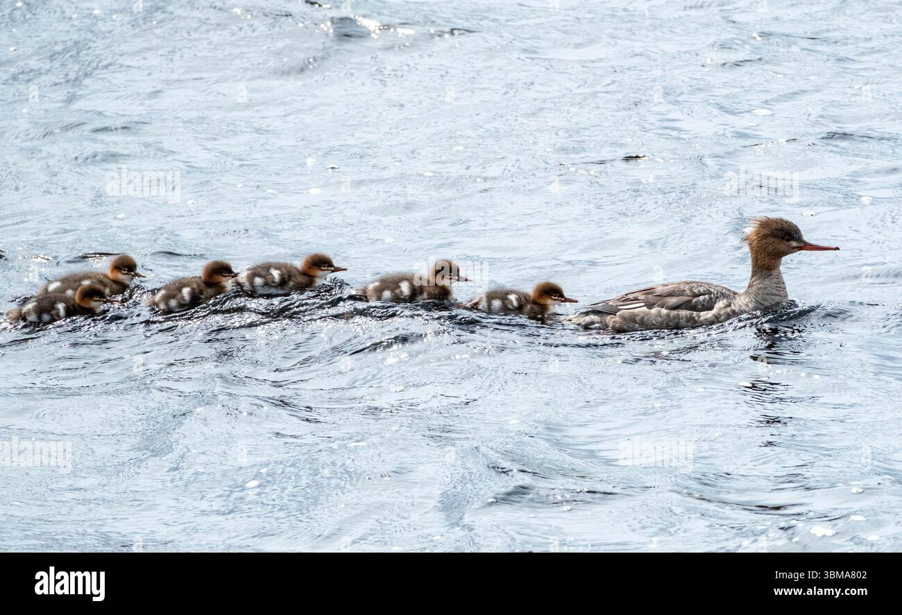 Merganser à poitrine rouge et couvain de jeunes (Mergus serrator) Île de North Uist, Écosse. Banque D'Images