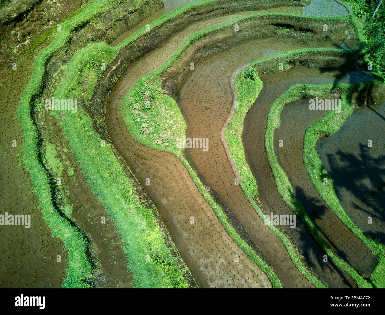 Terrasses de riz de Tegallalang (site du patrimoine mondial de l'UNESCO) près d'Ubud, Bali, Indonésie - aérienne Banque D'Images