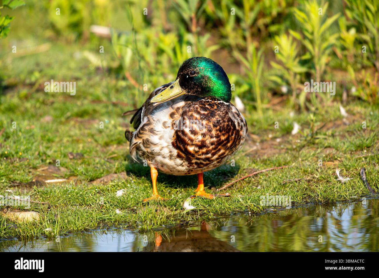 Colvert (Anas platyrhynchos), Prince's Island Park, Calgary, Alberta, Canada, Banque D'Images