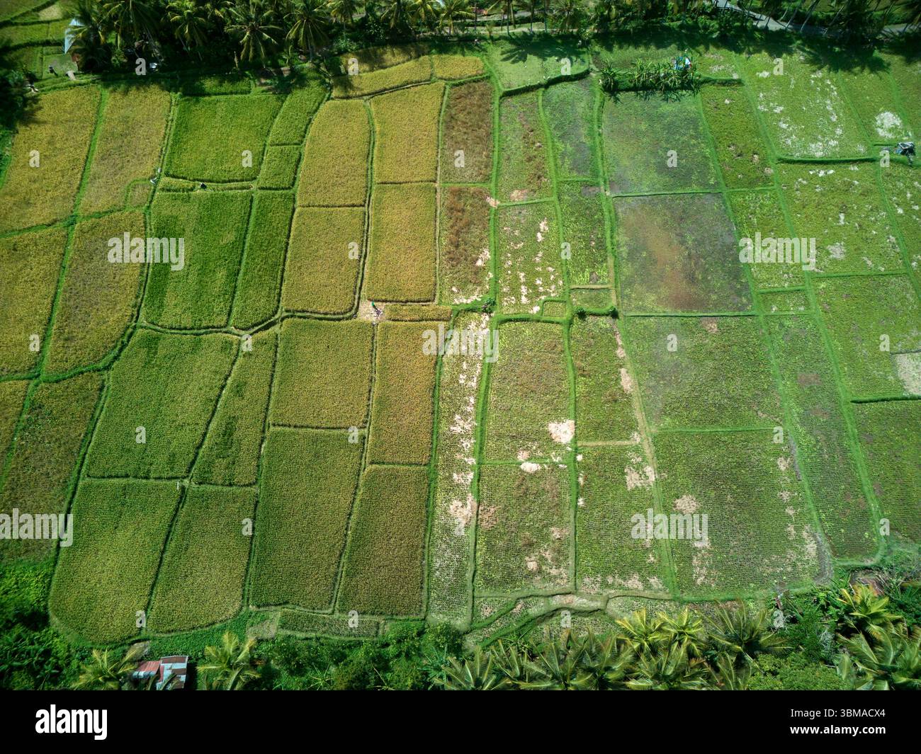 Champs de riz de Kajeng, Ubud, Bali, Indonésie - aérien Banque D'Images