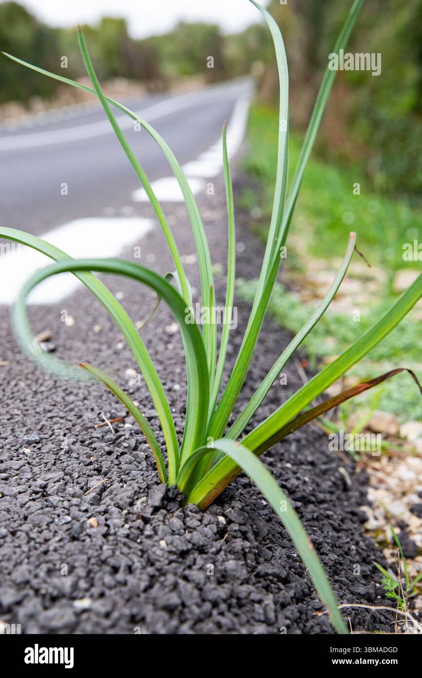 Herbe verte. Une jeune plante pousse d'une fissure dans la route, symbolisant la force morale. Banque D'Images