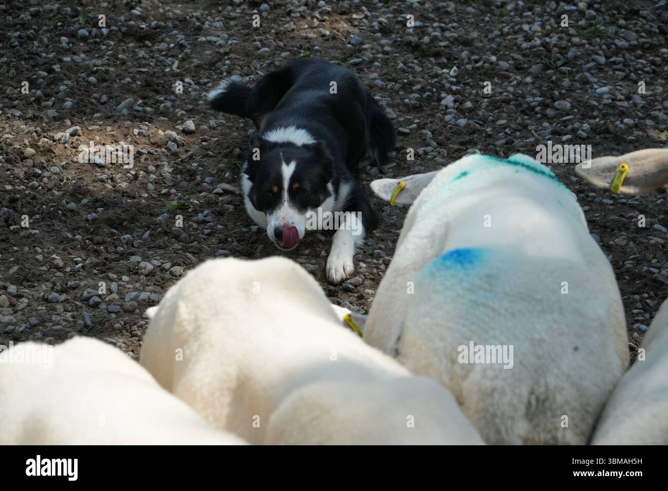 Un chien de troupeau noir et blanc gît face à des moutons en Irlande. Scène de ferme montrant le comportement animal et l'élevage ovin traditionnel. Banque D'Images