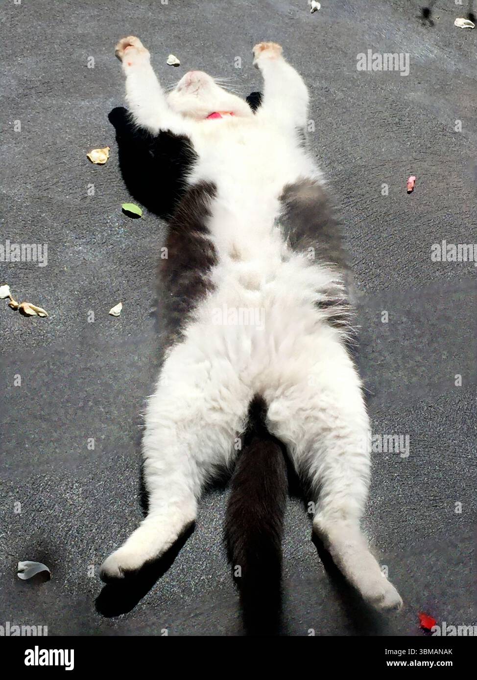 Chat domestique de smoking noir et blanc sauvé (Kitty) tendu sur son dos avec les pattes tendues en prenant un bain de soleil Banque D'Images