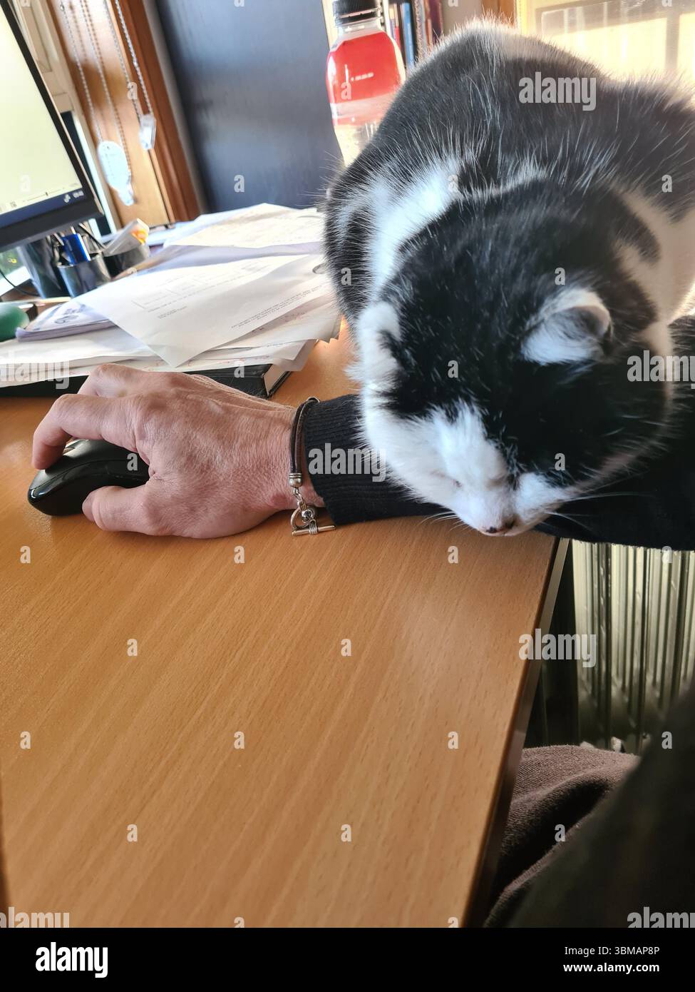 Chat domestique de smoking noir et blanc (Kitty) me distrayant envie d'attention pendant que j'essaie d'utiliser ma souris pour le travail Banque D'Images