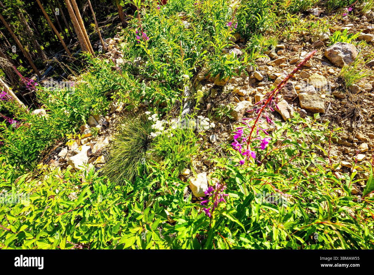 Fireweed Willowherb herbe fleurs sauvages violettes plante de thé sauvage Ivan Chai ci-dessus en gros plan à Beaver Creek, Colorado en été par la forêt d'épicéa Banque D'Images