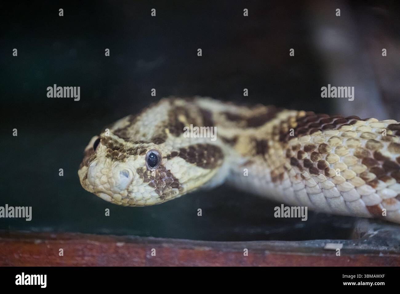 Le boa constrictor (latin : Boa constrictor) est une espèce de serpent carnivore non venimeux du genre Boa, famille des Boidae Banque D'Images