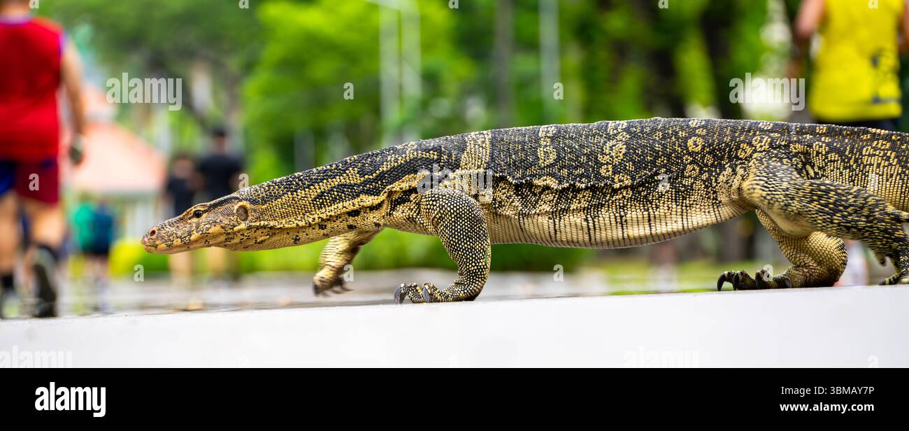 Surveillez Lizard à Bangkok Banque D'Images