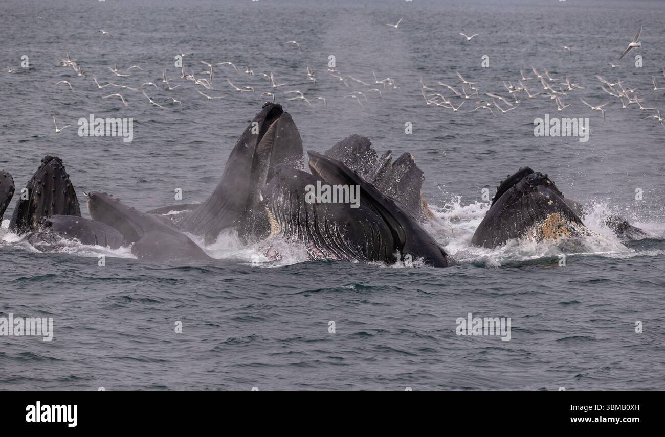 Les baleines à bosse se nourrissent de filets à bulles dans le parc national de Kenai Fjords en Alaska. Banque D'Images