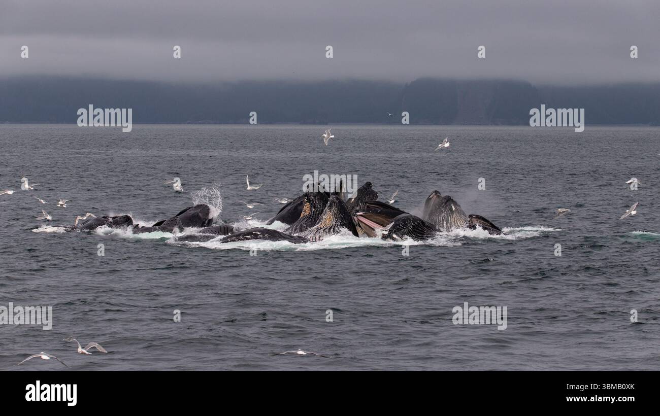 Les baleines à bosse se nourrissent de filets à bulles dans le parc national de Kenai Fjords en Alaska. Banque D'Images
