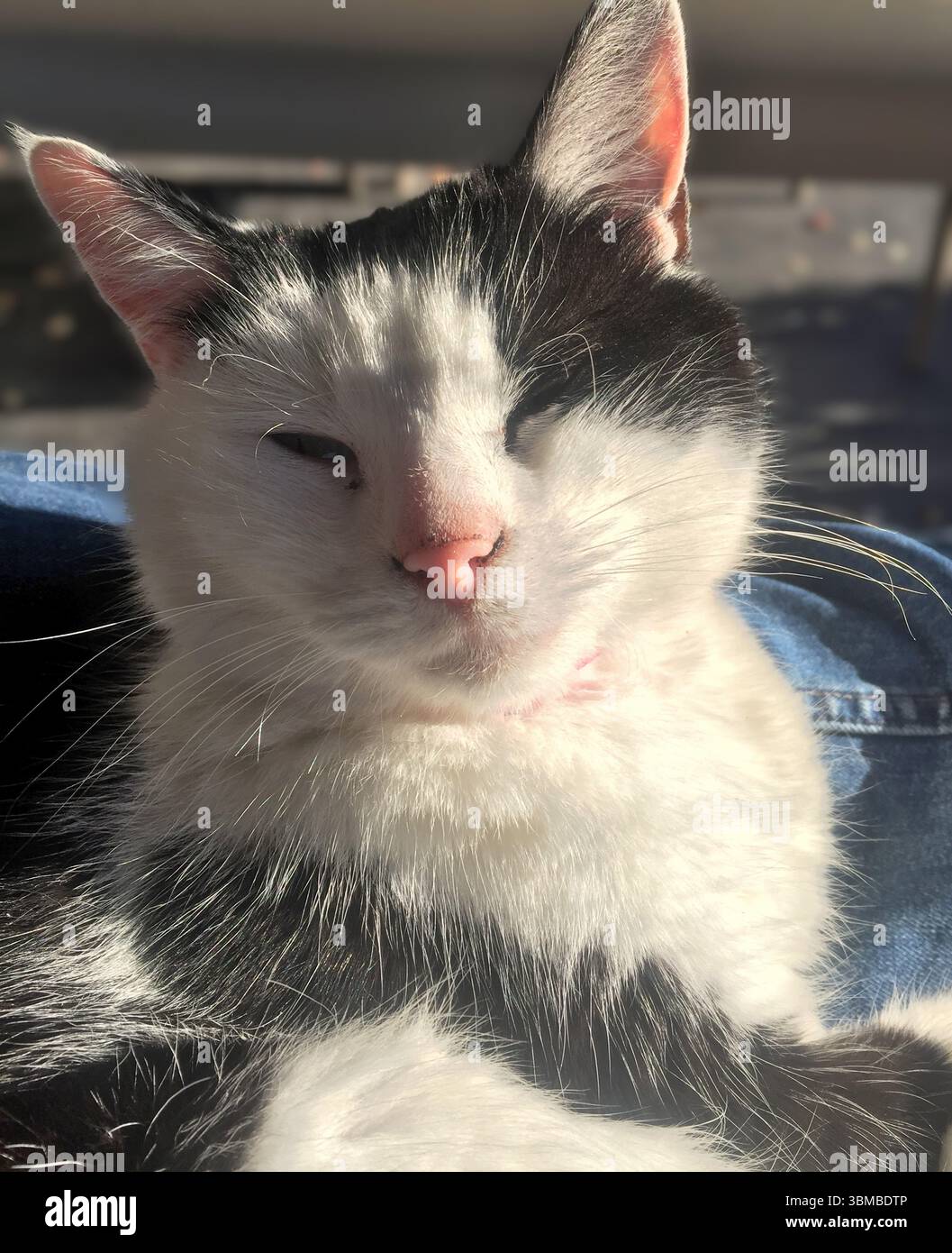 Gros plan de chat domestique de smoking noir et blanc (Kitty) souriant au propriétaire avec de longues moustaches et nez de biscuit rose Banque D'Images