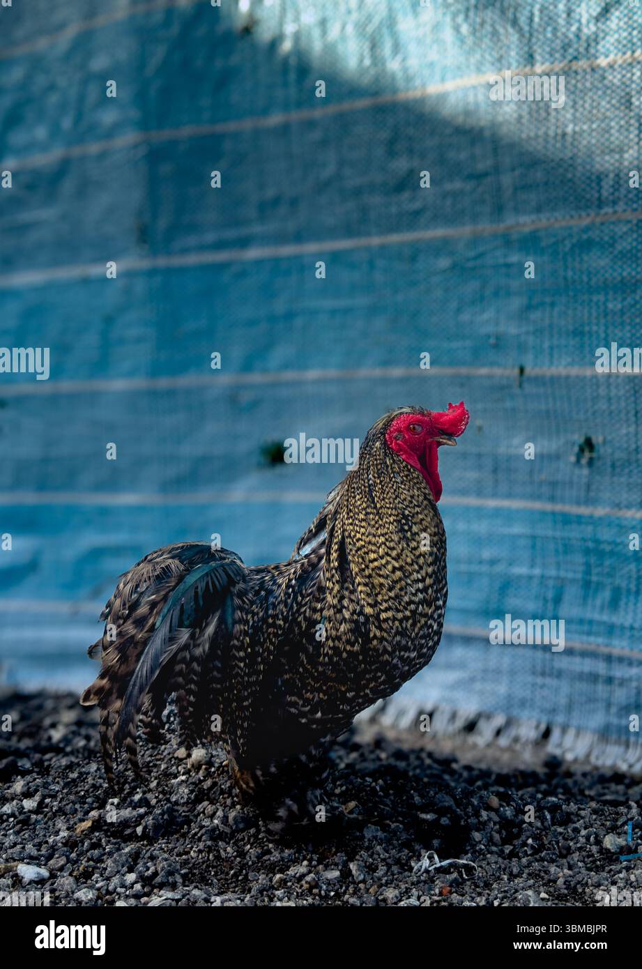 Profil latéral complet d'un poulet debout contre une clôture en toile bleue. Une scène rurale simple et propre à la lumière du jour - Image de stock capturée avec un smartphone