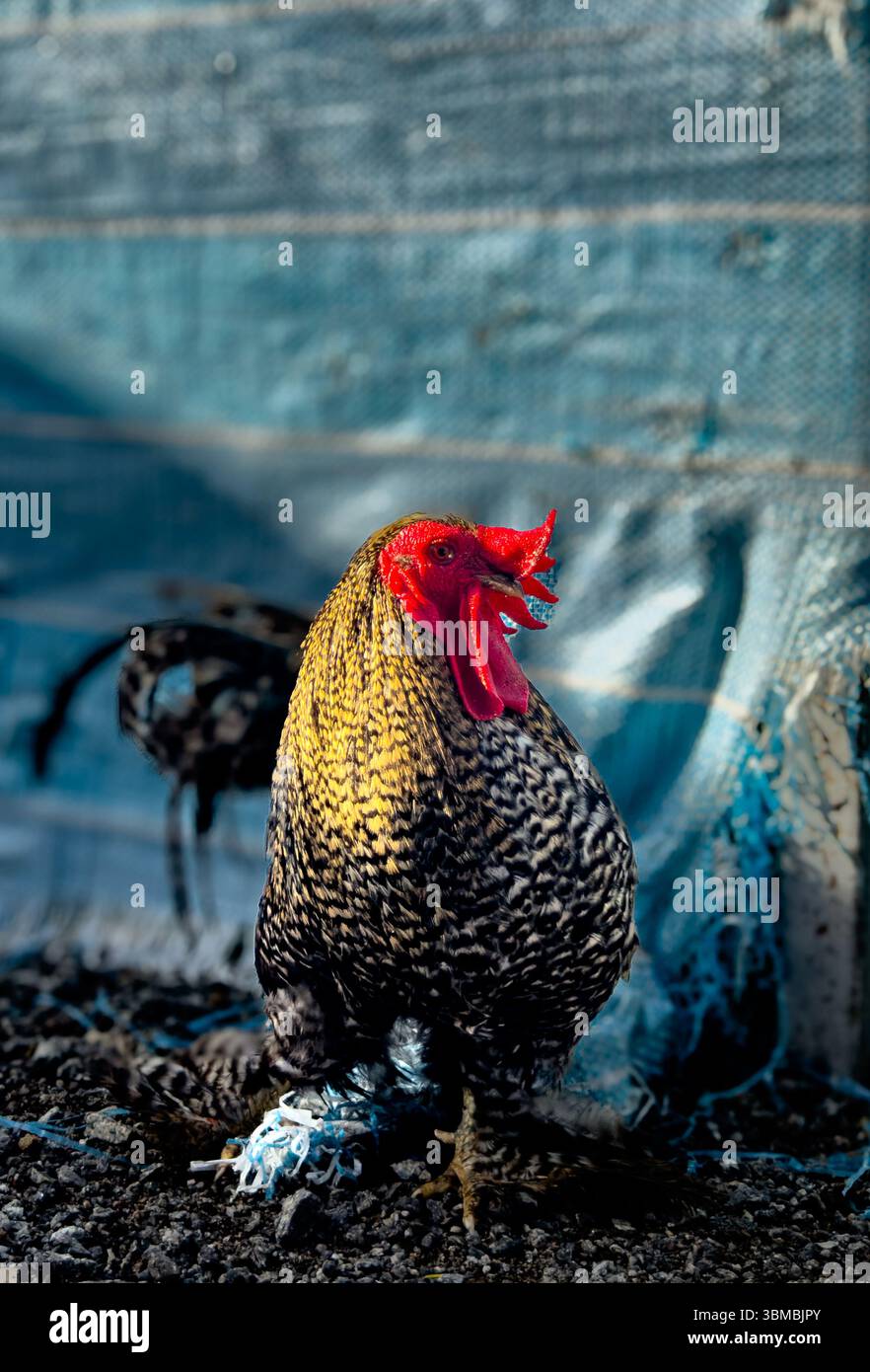Un poulet se tient face vers l'avant avec la tête tournée vers la gauche. Un moment naturel capturant une posture alerte et des détails sur un arrière-plan simple - Image de stock capturée avec un smartphone