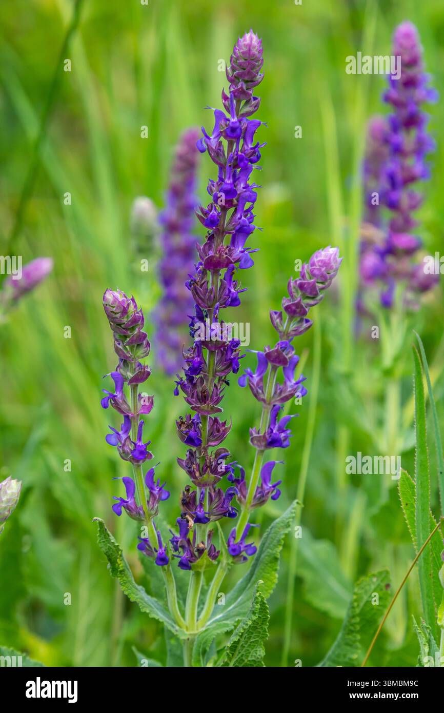 Salvia nemorosa, sauge forestière, belle couleur vive, fleurs bleu violet en fleurs, muscadine fleurs ornementales dans le jardin. Banque D'Images