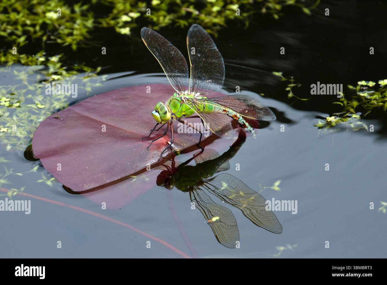 Femelle Empereur libellule, Anax imperator, (forme bleue) pondant des œufs sur feuille de nénuphar Banque D'Images