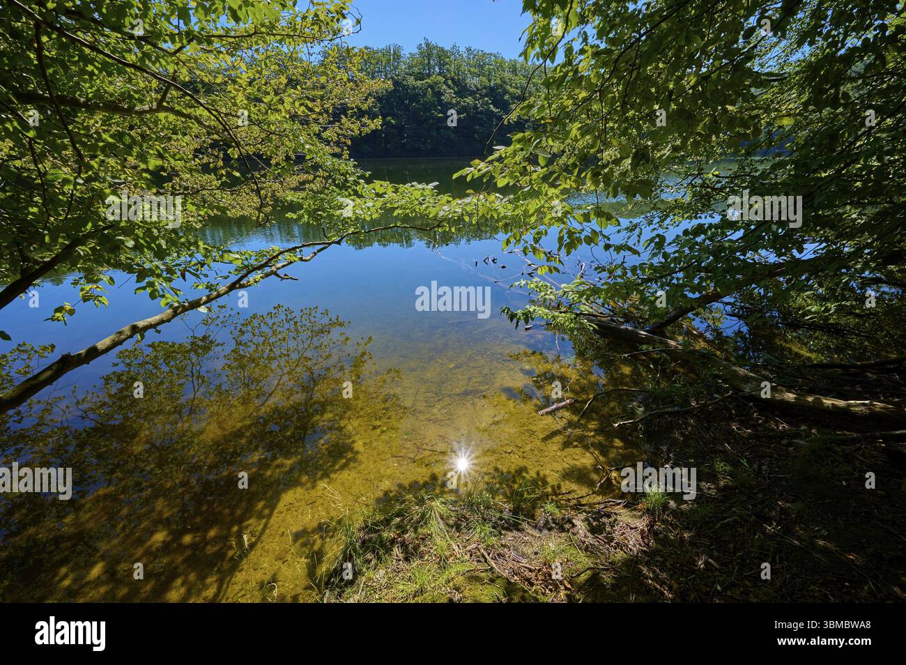 Rive d'un lac clair à l'ombre des arbres avec l'eau réfléchissante et le ciel ensoleillé, été, Rursee, Obersee, Simmerath, parc national de l'Eifel, Rhénanie du Nord Banque D'Images