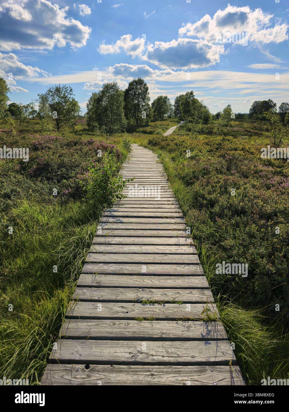 Un chemin en bois mène à travers un paysage de landes en fleurs sous un ciel ensoleillé, l'été, les Hautes Fagnes, le parc national de l'Eifel, Muetzenich, Waimes, Liège, Belgique Banque D'Images