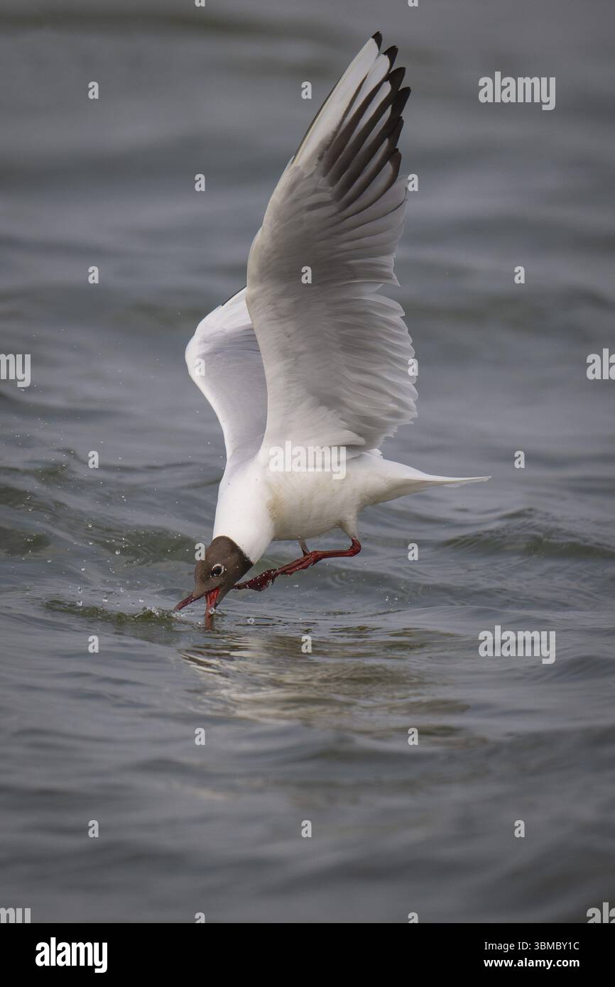 Goéland à tête noire (Chroicocephalus ridibundus) en plumage estival, volant au-dessus de la surface de la mer, à la recherche de petits poissons, près de Hvide Sande, Ringkobing Banque D'Images