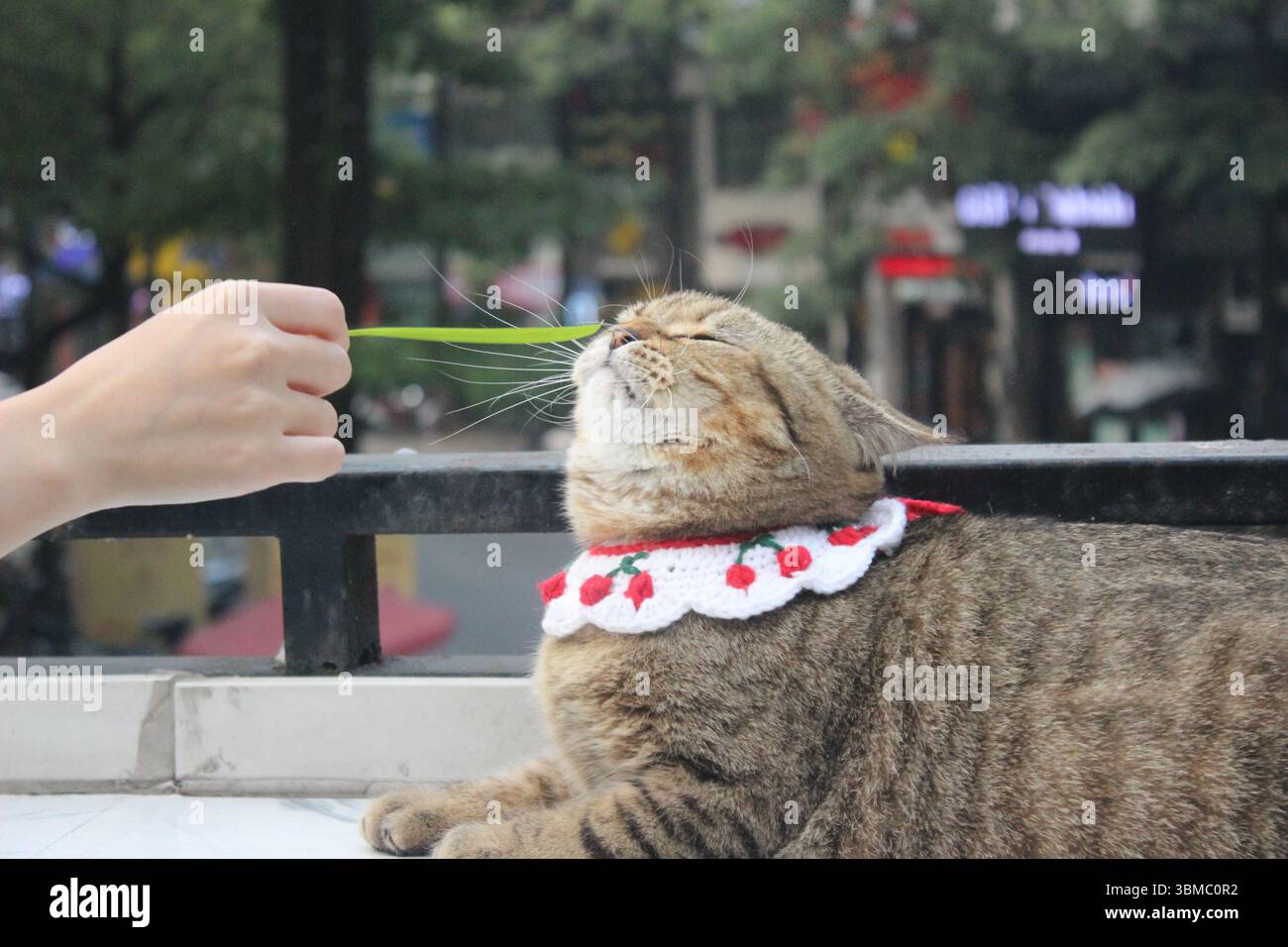 Un chat tabby sur une table, se concentrant sur une feuille verte. La scène capture la personnalité décalée et le comportement spontané du chat Banque D'Images