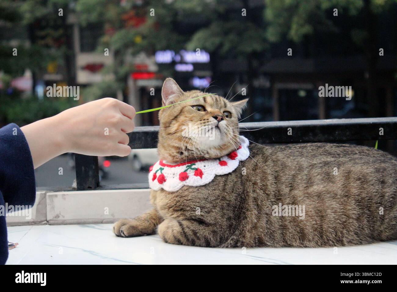 Un chat tabby sur une table jouant avec une personne. Capturé sous un angle légèrement surélevé, le moment met en valeur le lien entre l'homme et l'animal de compagnie Banque D'Images