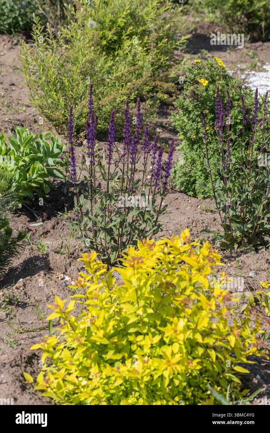 Salvia nemorosa et spiraea japonais dans le jardin Banque D'Images