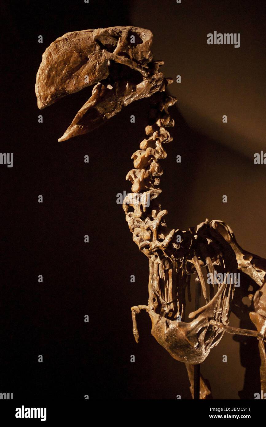 Diatryma.Dinopolis. Musée paléontologique de Teruel, Fondation ensemble paléontologique de Teruel. Aragon. espagne Banque D'Images