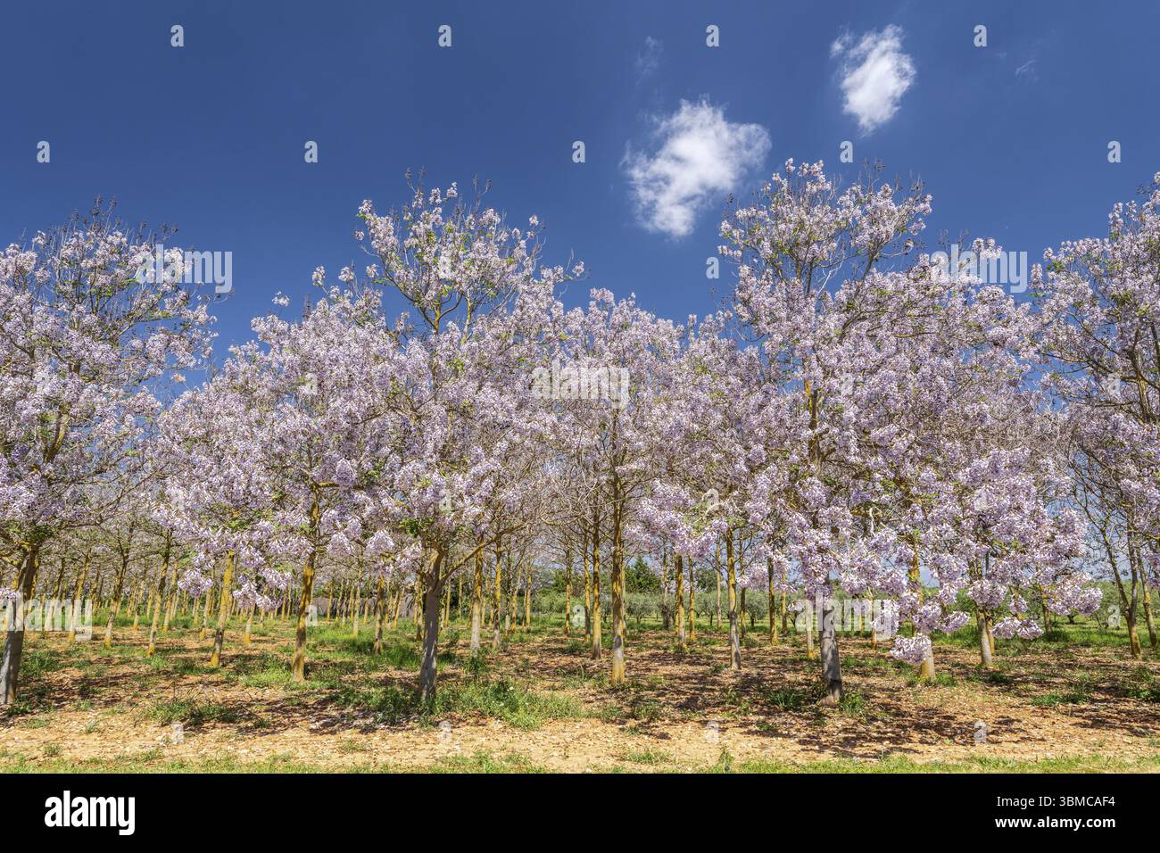 Plantation de paulownia fleurie, Paulownia tomentosa, route militaire cami militar, Campos, Majorque, Espagne, Europe Banque D'Images