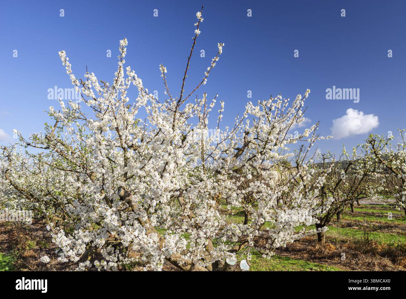 Pêchers en fleurs, ferme Terracor, Manacor, Majorque, Îles Baléares, Espagne, Europe Banque D'Images