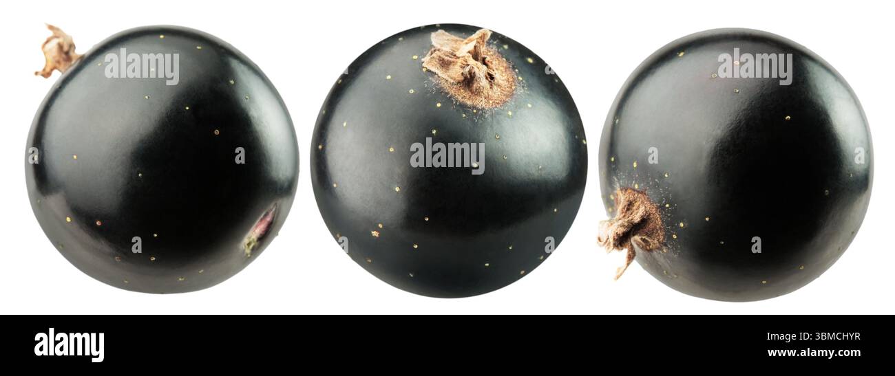 ensemble de baies de cassis noires isolées sur un fond blanc. Banque D'Images