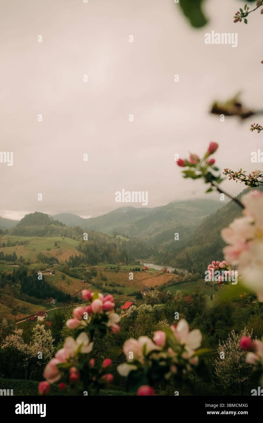 Les pommes fleurissent au premier plan avec une vue panoramique sur la vallée de montagne dans le parc national de Tara, Serbie Banque D'Images