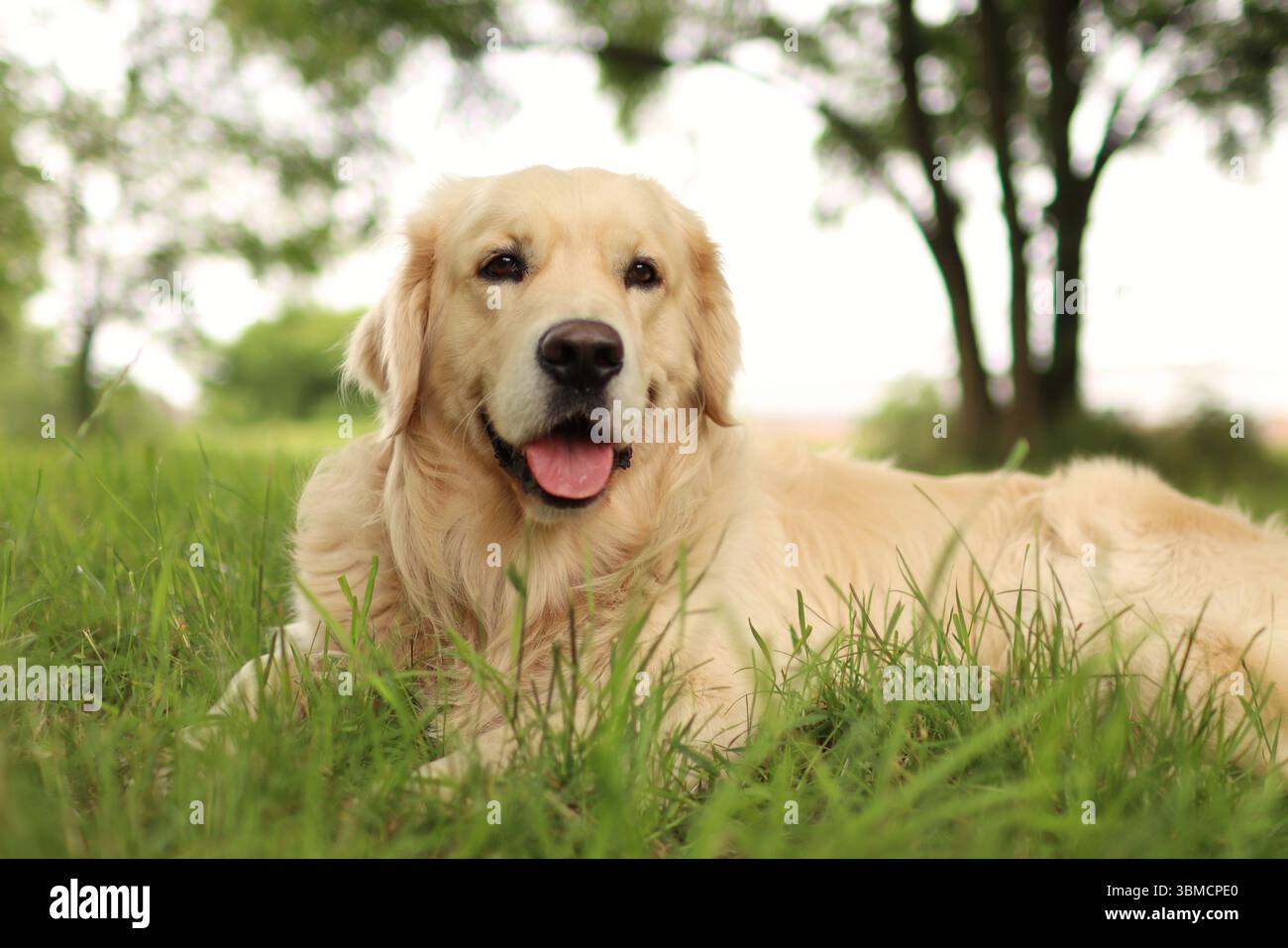 Golden Retriever est couché dans l'herbe dans le parc. Il est heureux. Banque D'Images