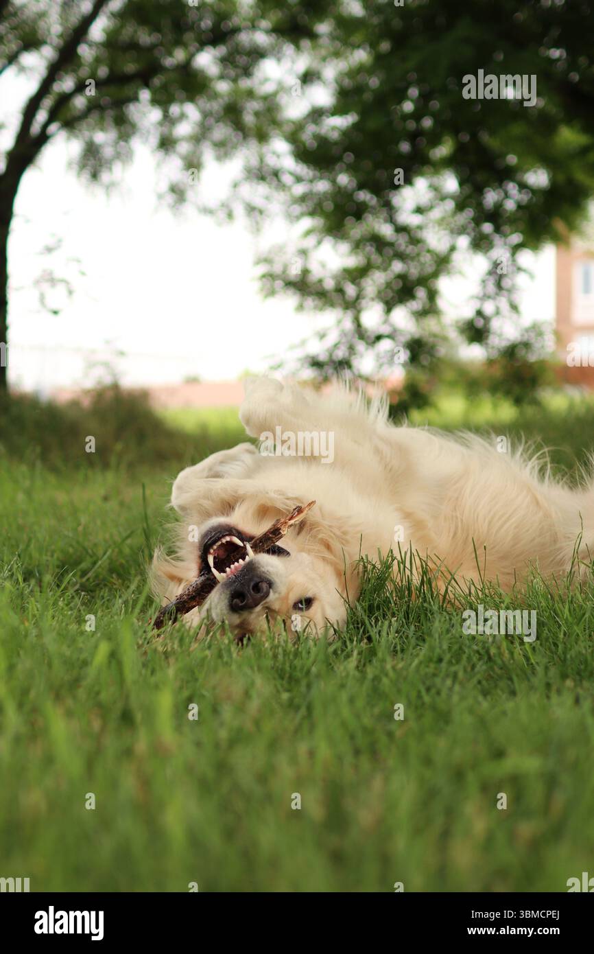 Golden Retriever roule dans l'herbe du parc. Il est heureux. il a du bâton dans la bouche Banque D'Images