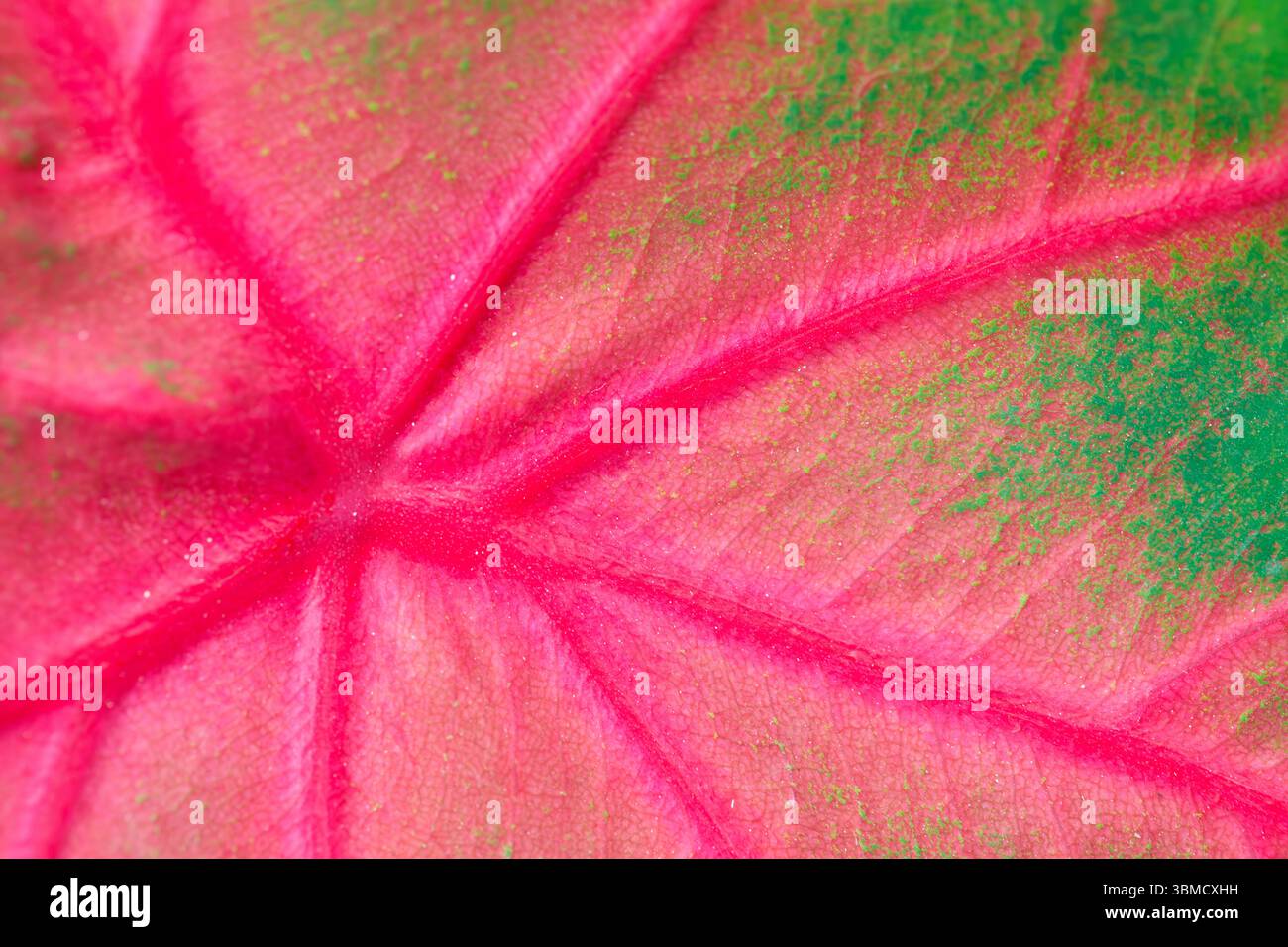 Feuille de caladium rouge et verte en gros plan montrant des veines et une texture vives Banque D'Images