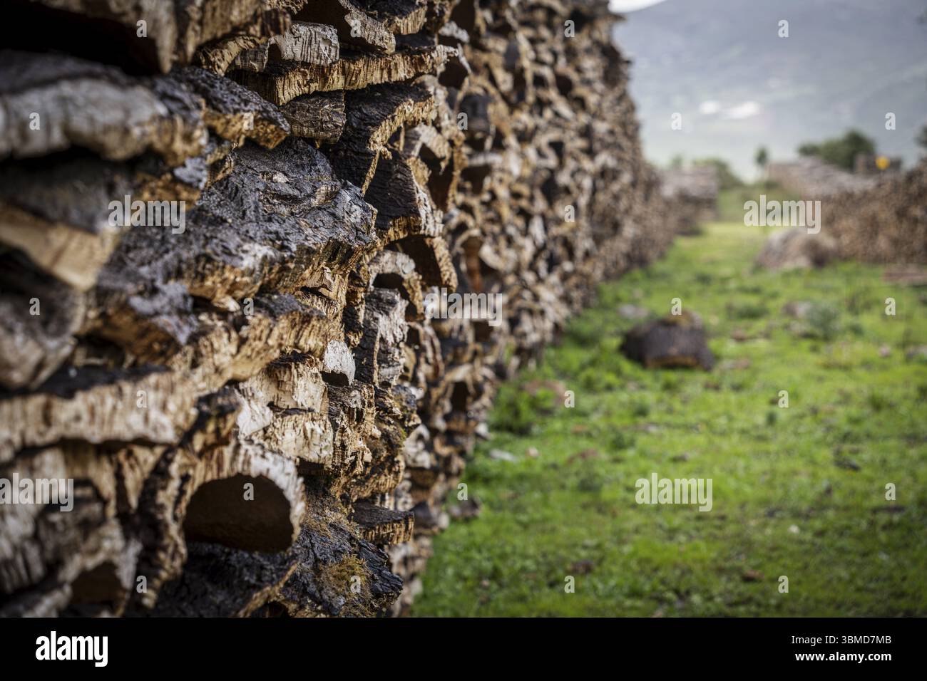 Liège récolté dans les forêts de chênes-lièges près de Taida, montagnes du Rift, Maroc, Afrique du Nord, Afrique Banque D'Images