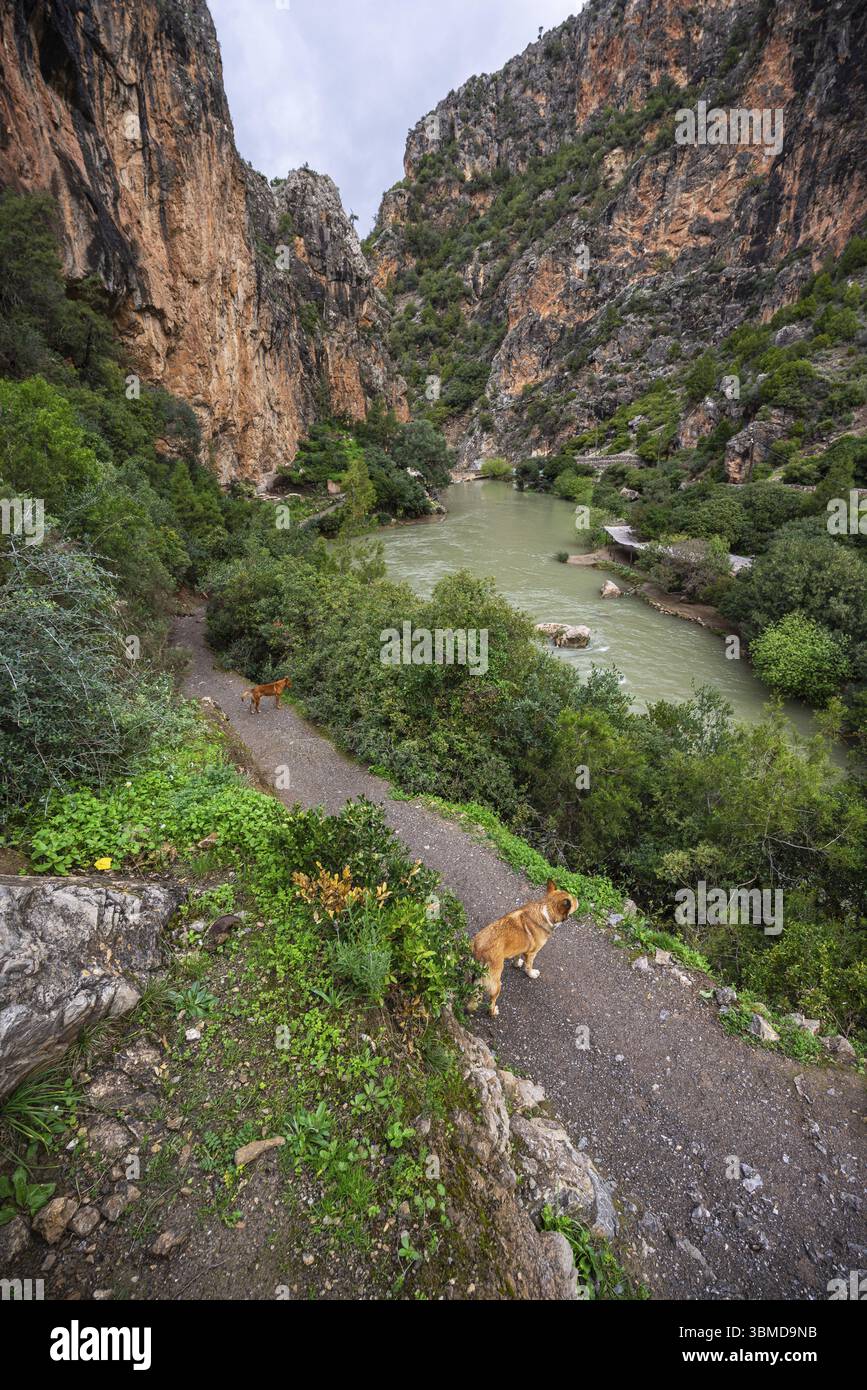 Gorge de la rivière Fardi, Akchour, talambote, Maroc, Afrique du Nord, Afrique Banque D'Images