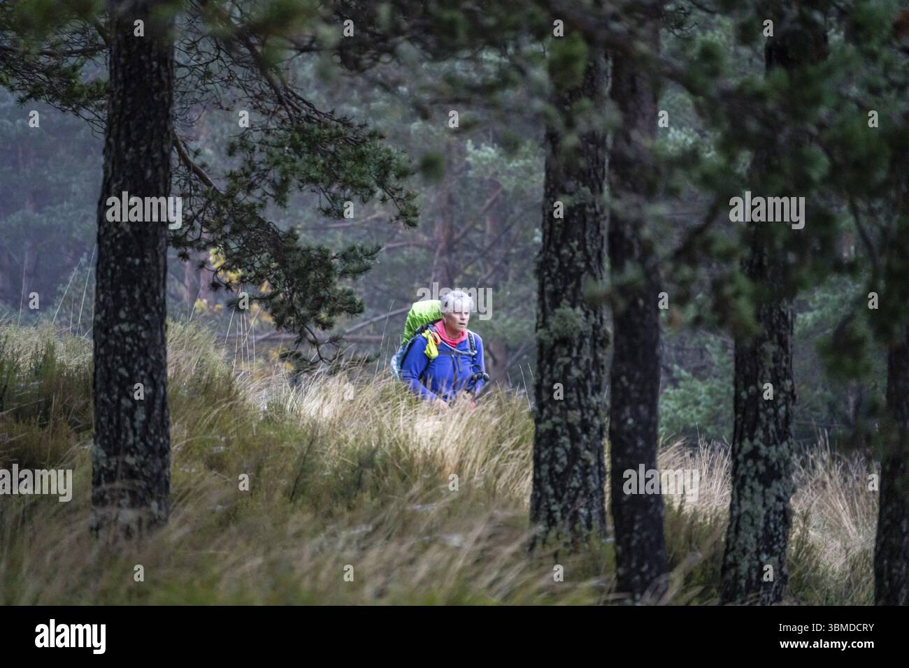 Pèlerins sur le Camino de Santiago marchant dans la forêt de la colline de Foncebadon, région de Bierzo, Castille-et-Léon, Espagne, Europe Banque D'Images