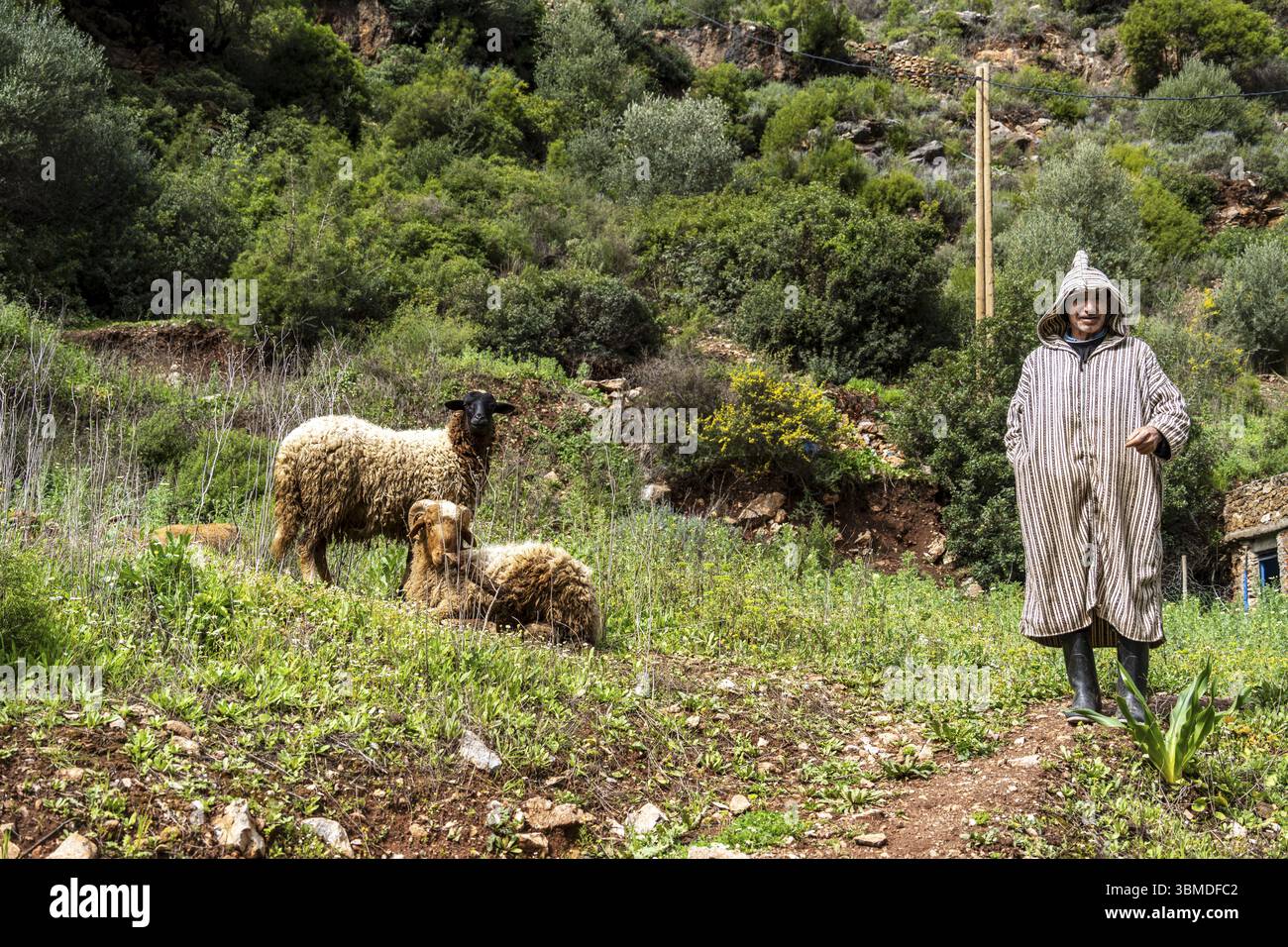 Un berger et deux moutons dans la gorge de la rivière Fardi, Akchour, talambote, Maroc, Afrique du Nord, Afrique Banque D'Images